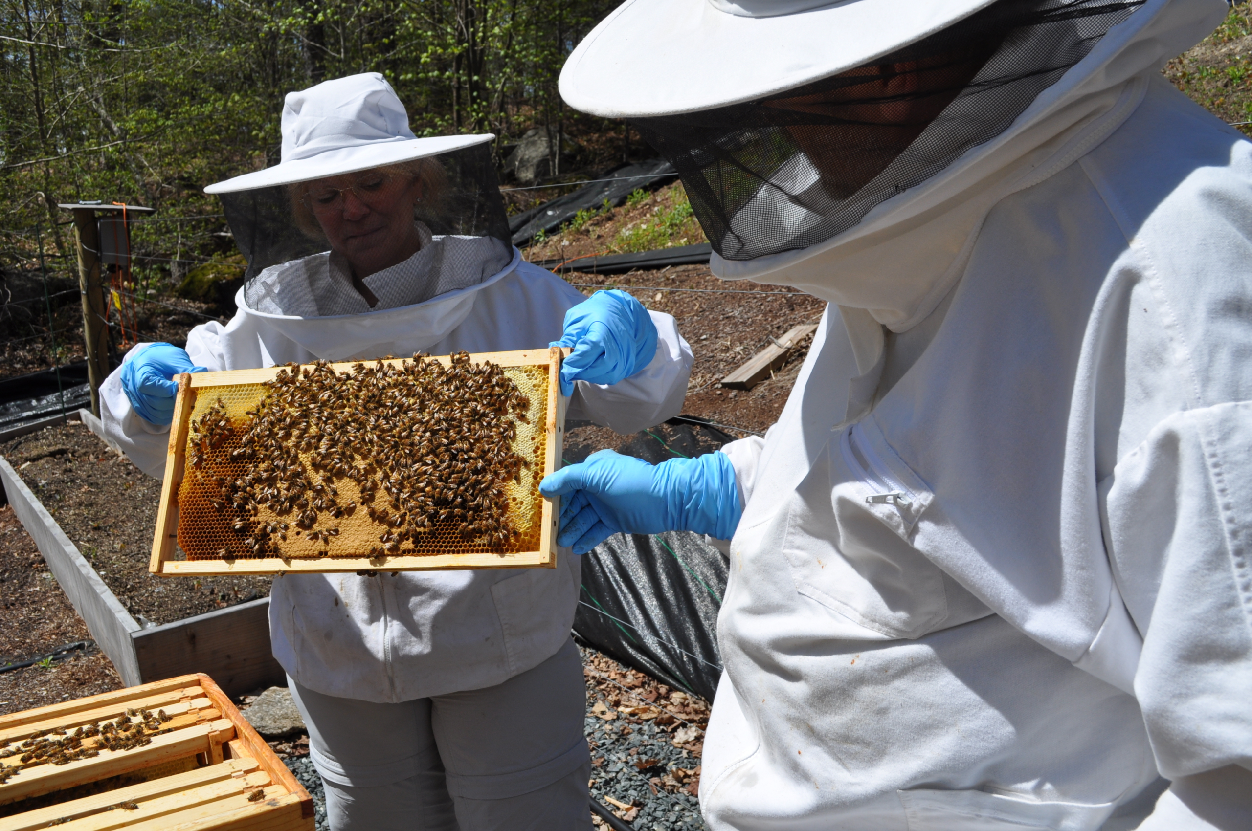 Beekeeper holding honeycomb frame with bees