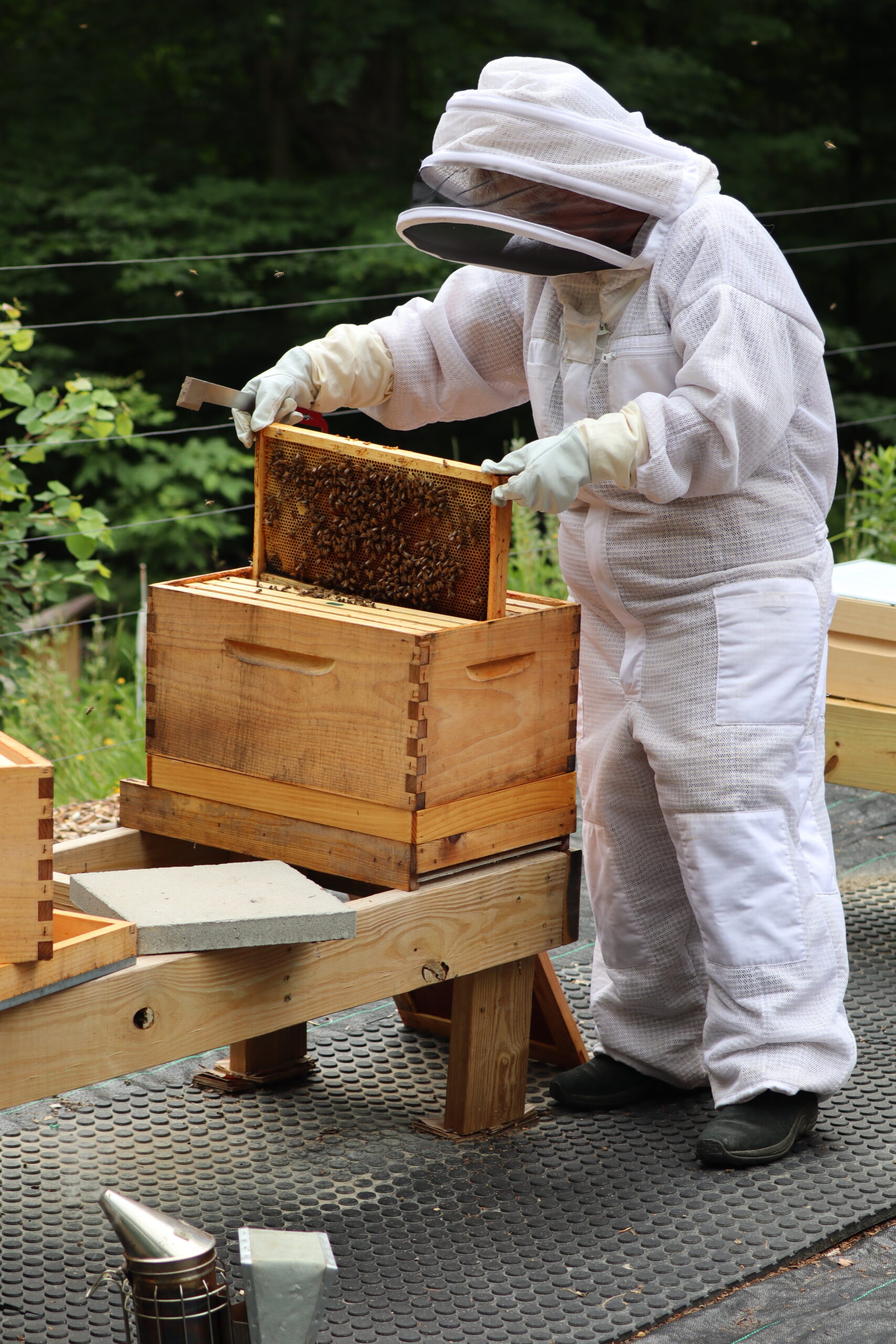 Beekeeper inspecting hive box